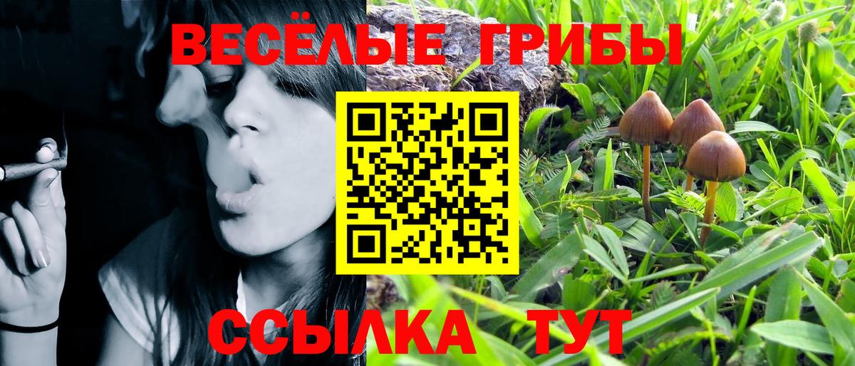 Псилоцибиновые грибы Cubensis Королёв